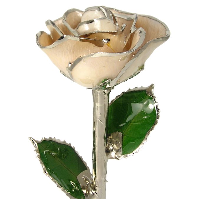 11" Silver Trimmed Cream Rose